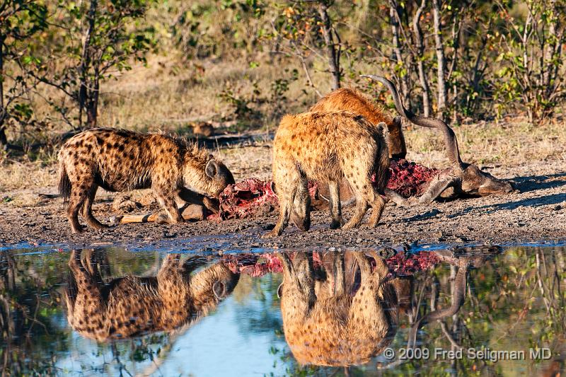 20090617_085243 D300 (5) X1.jpg - Hyena Feeding Frenzy Part 1.  A group of 4-5 hyenas are feeding on a dead Kudu.  This set of about 12 photos are over a period of an hour, approximately 8-9 AM.  Whether the hyenas made the kill or not could not be established